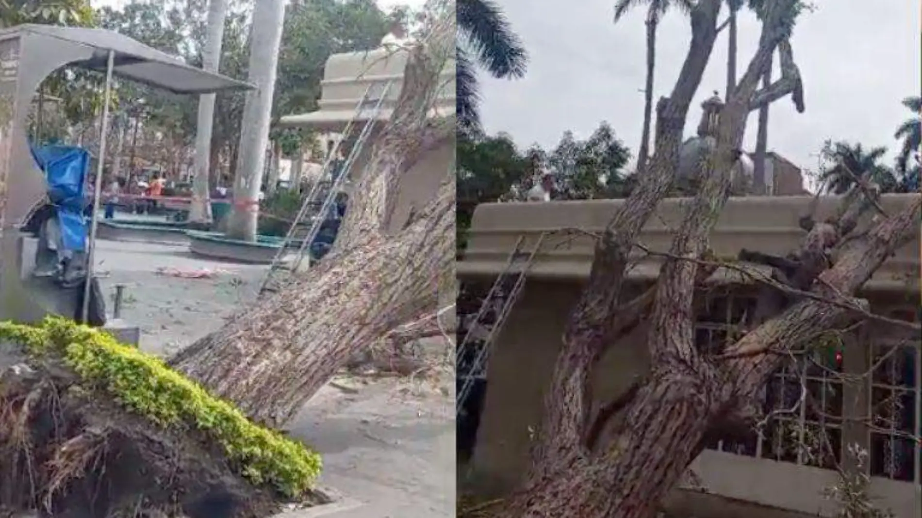 Árbol cae sobre cafetería en Tampico